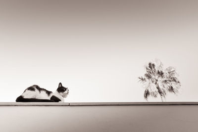View of a dog resting on a tree