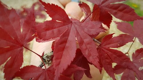 Close-up of red maple leaves