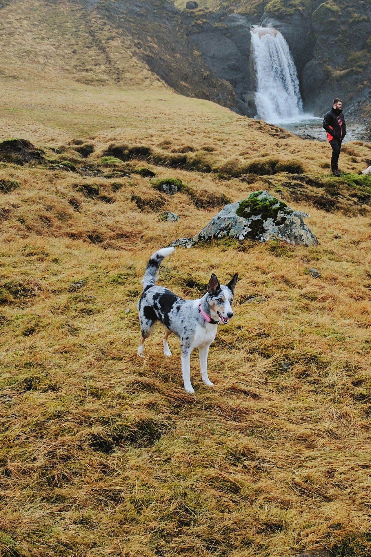 Border collies of Iceland