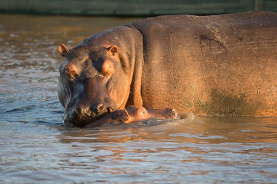 Two hippopotamus in water