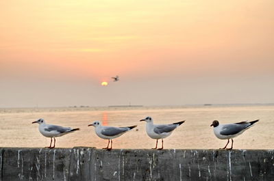 Seagulls on beach at sunset