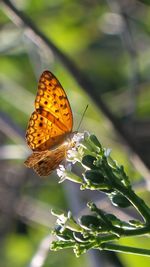 Close-up of butterfly pollinating on flower