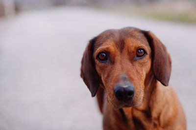 Close-up portrait of dog