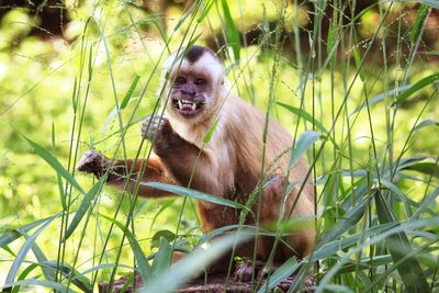 Portrait of monkey in grass