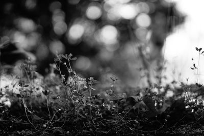 Close-up of wildflowers