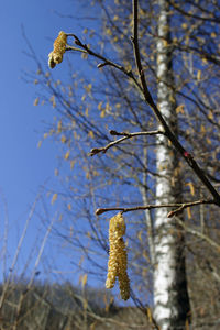 Low angle view of flower on tree branch