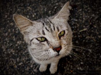 domestic cat