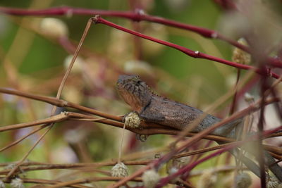 Close-up of lizard on tree