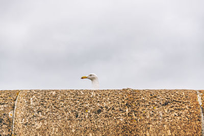 Low angle view of seagull perching on wall