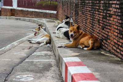 Dogs relaxing on footpath
