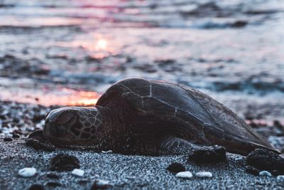 Close-up of turtle on shore at beach