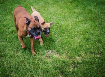 High angle view of dogs walking on grassy field