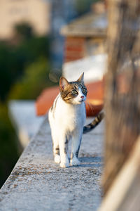 Portrait of cat on footpath