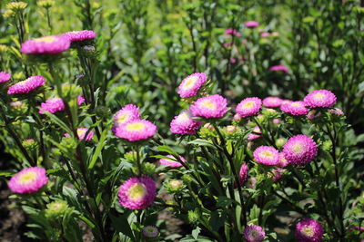 Close-up of pink flowering plants