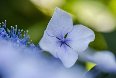 Close-up of hydrogena purple flowering plant