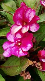 Close-up of wet pink flower blooming outdoors