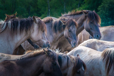 Horses in a field