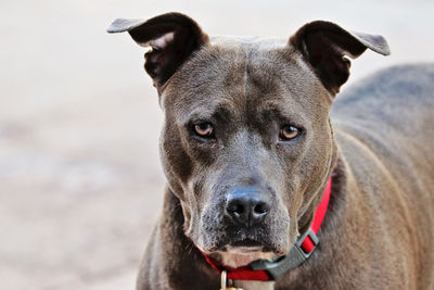 Close-up portrait of dog