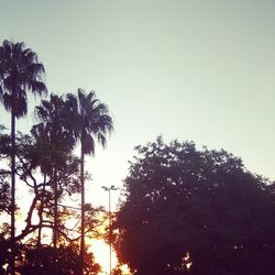 Low angle view of palm trees against sky