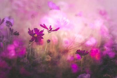 Close-up of pink flowering plant on field