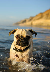 Close-up portrait of pug standing in lake against sky