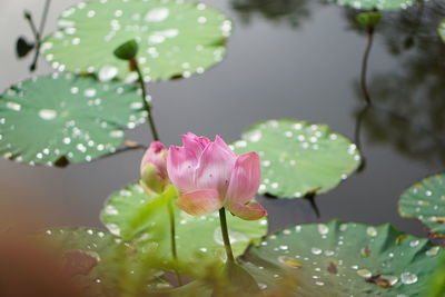 Close-up of lotus water lily in lake