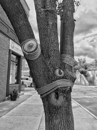 Close-up of tree trunk by building against sky