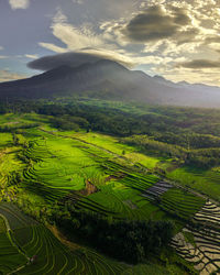 Beautiful morning view of indonesia. panoramic view of rice fields and mountains when rice is green