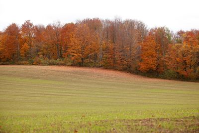 Scenic view of road amidst trees during autumn