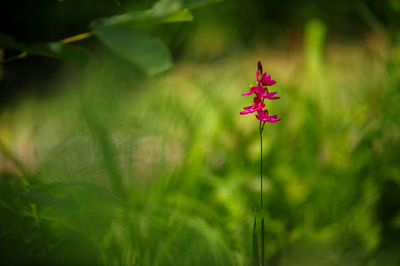 Close-up of pink flowering plant