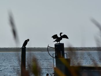 Seagull perching on wooden post