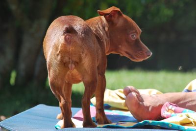 Dog looking at camera