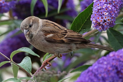 Close-up of bird perching on purple flower. wild house sparrow - passer domesticus