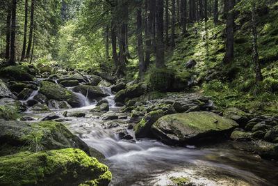 Stream flowing through rocks in forest