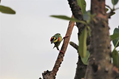 Low angle view of bird perching on branch