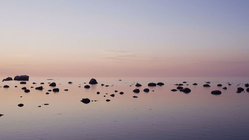 Flock of birds in sea at sunset