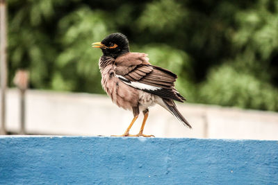 Close-up of bird perching on retaining wall