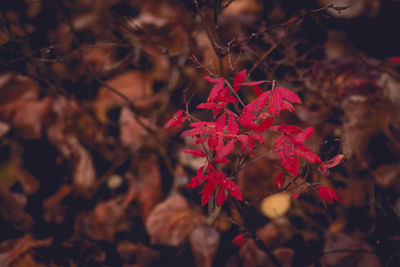 Close-up of red autumn tree