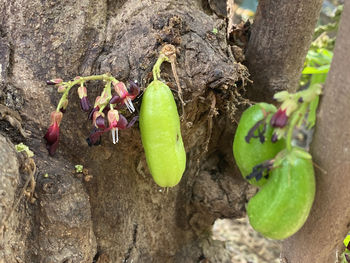 High angle view of vegetables on tree trunk
