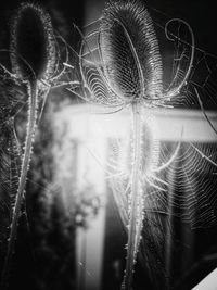 Close-up of plant against blurred background