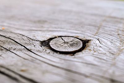 Close-up of tree stump