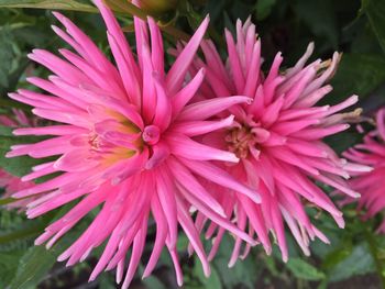 Close-up of pink flower