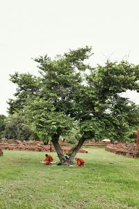 Trees on grassy field