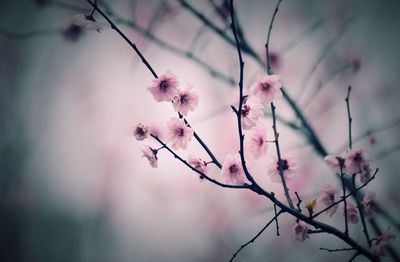 Close-up of flowers growing on branch