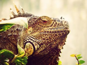 Close-up of lizard