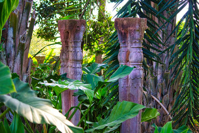 Close-up of fresh green plants by trees in forest