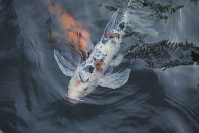 High angle view of koi carps swimming in lake