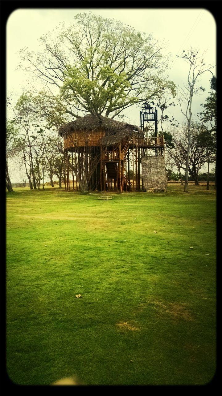 transfer print, grass, tree, auto post production filter, built structure, architecture, building exterior, field, grassy, lawn, sky, green color, bare tree, park - man made space, day, branch, outdoors, growth, nature, no people