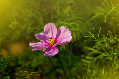 Close-up of pink cosmos flower