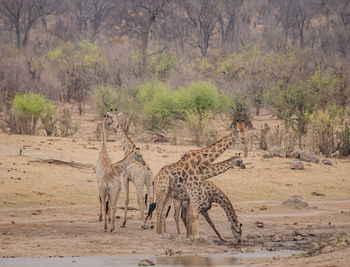 Giraffe in the savanna of in zimbabwe, south africa